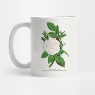 Rose, Perpetual White Moss lithograph (1900) Mug